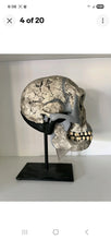 Load image into Gallery viewer, KNM-ER 1813

Homo habilis cast replica Full-size Bone Clones 2026