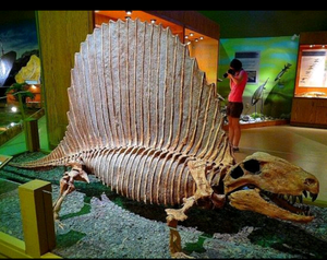 Dimetrodon skeleton cast replica 2025