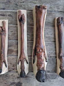 Horse legs and hooves cast replicas (Teaching quality) painted