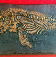 Load image into Gallery viewer, Replica Fossil Ichyosaurus communis skull Cast 23 inches long replica (TMF ICHTY 23")