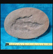 Laden Sie das Bild in den Galerie-Viewer, Grallator species Dinosaur Track #3 cast replica