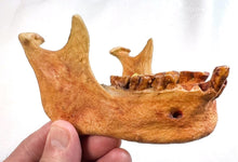 Charger l'image dans la galerie, Human Male Australian Aboriginal Skull Painted
BC-031P Bone Clones (2026)