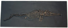 Load image into Gallery viewer, Ichyosaurus skeleton cast 48 inches long replica (TMF ICHTY 48")
