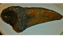 画像をギャラリービューアに読み込む, T-rex Massive T.rex Claw 8 1/2" x 3 1/4" Cast Replica