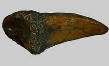 画像をギャラリービューアに読み込む, T-rex Massive T.rex Claw 8 1/2" x 3 1/4" Cast Replica