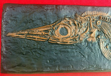 Load image into Gallery viewer, Replica Fossil Ichyosaurus communis skull Cast 23 inches long replica (TMF ICHTY 23")