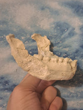 Laden Sie das Bild in den Galerie-Viewer, Lucy Australopithecus afarensis jaw cast replica