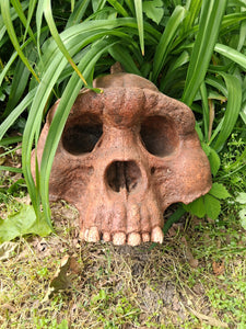 Bigfoot Skull Cast Artistic Interpretation by Master artist ( top of skull only).