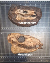 Laden Sie das Bild in den Galerie-Viewer, Eohippus (Hyracotherium) Horse skull cast replica