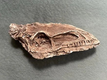 Load image into Gallery viewer, Coelophysis skull cast replica #3
