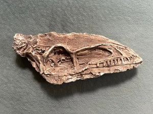 Coelophysis skull cast replica #3