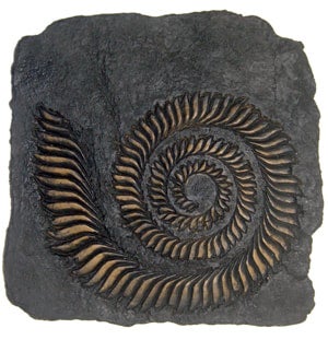 Helicoprion, whorl-tooth shark #464 cast replica