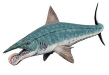 Load image into Gallery viewer, Helicoprion, whorl-tooth shark #464 cast replica