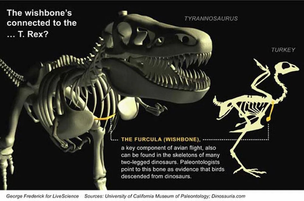 Shadow of a Titan: Tyrannosaurus McRaeensis Rises From T. Rex's Past Shadow of a Titan: Tyrannosaurus McRaeensis Rises From T. Rex's Past