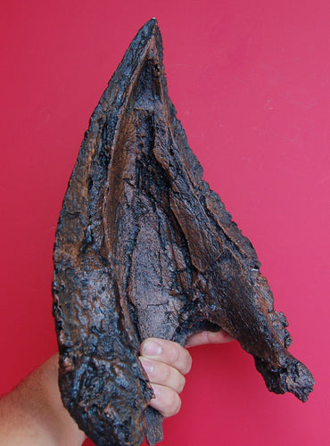 Triceratops Lower Jaw Beak Fossil Cast Replica