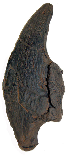 Megalonyx jeffersonii, ground sloth claw, 3rd distal phalange, Now The Official State Fossil Of West Virginia Ground Sloth claw cast replica