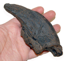 Laden Sie das Bild in den Galerie-Viewer, Megalonyx jeffersonii, ground sloth claw, 3rd distal phalange, Now The Official State Fossil Of West Virginia Ground Sloth claw cast replica