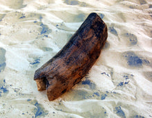 Laden Sie das Bild in den Galerie-Viewer, Eremotherium mirabile, (Megatherium) giant ground sloth tooth claw cast replica