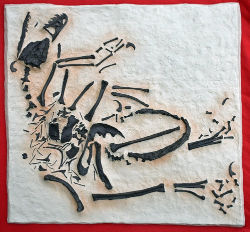 Bambiraptor feinbergi, insitu skeletonf, cast replica