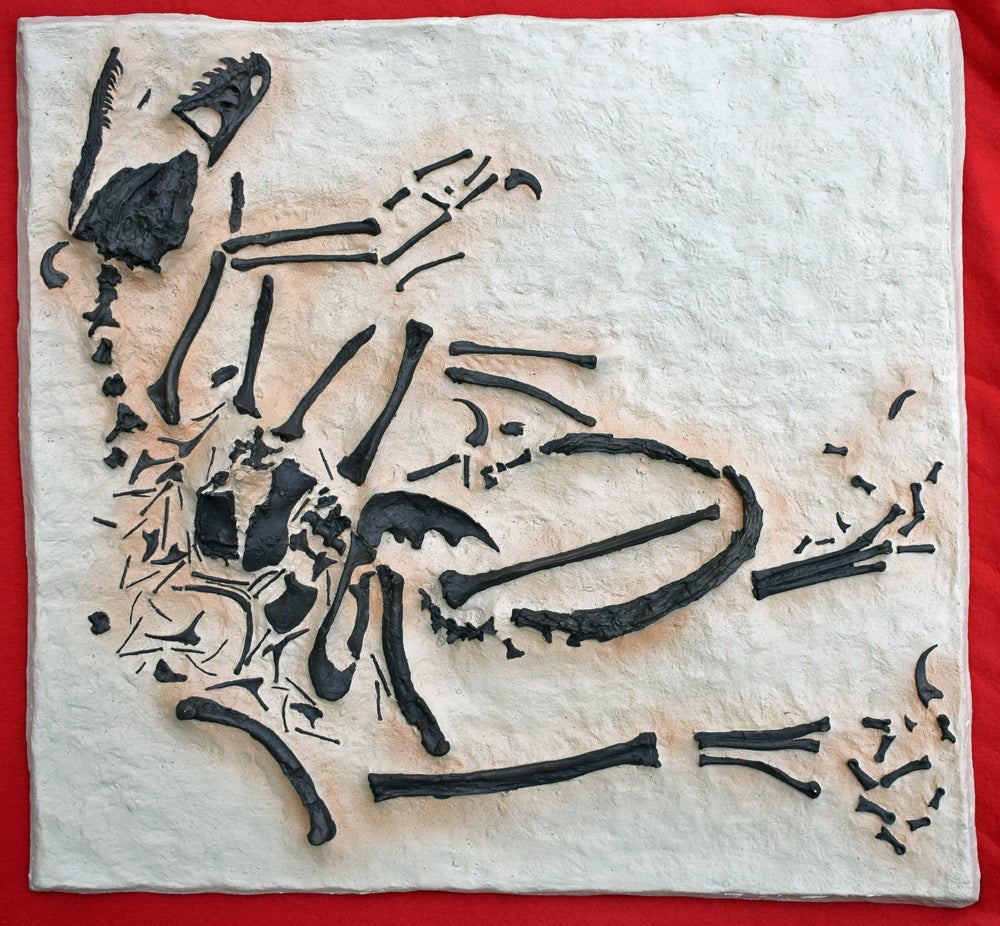 Bambiraptor feinbergi, insitu skeletonf, cast replica