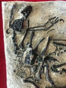 Bambiraptor feinbergi, insitu skeletonf, cast replica