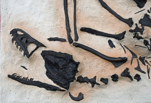 Bambiraptor feinbergi, insitu skeletonf, cast replica