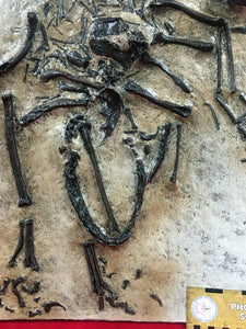 Bambiraptor feinbergi, insitu skeletonf, cast replica