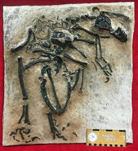Charger l&#39;image dans la galerie, Bambiraptor feinbergi, insitu skeletonf, cast replica