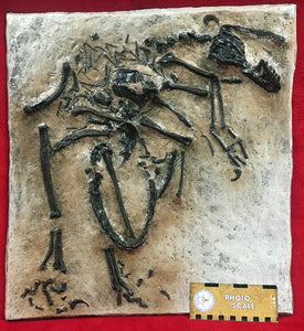 Bambiraptor feinbergi, insitu skeletonf, cast replica