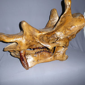 Uintatherium Teeth Cast Replica