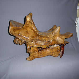 Uintatherium Teeth Cast Replica