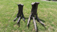 画像をギャラリービューアに読み込む, Tinker Juvenile Tyrannosaurus Rex T.rex foot cast replica T-rex
