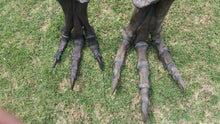 画像をギャラリービューアに読み込む, Tinker Juvenile Tyrannosaurus Rex T.rex foot cast replica T-rex