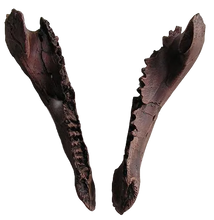 Load image into Gallery viewer, Triceratops Baby Jaw Cast Replica