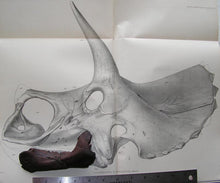 Load image into Gallery viewer, Triceratops Baby Jaw Cast Replica