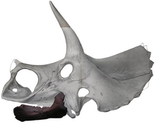 Load image into Gallery viewer, Triceratops Baby Jaw Cast Replica