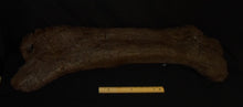 Load image into Gallery viewer, Triceratops Femur Leg Bone Cast replica #1
