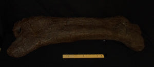 Triceratops Femur Leg Bone Cast replica #1