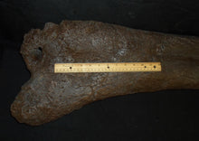 Load image into Gallery viewer, Triceratops Femur Leg Bone Cast replica #1