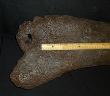Load image into Gallery viewer, Triceratops Femur Leg Bone Cast replica #1