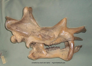 Uintatherium Teeth Cast Replica