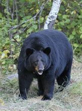 Load image into Gallery viewer, Bear: Footprint Juvenile Black Bear Footprint Cast Replica