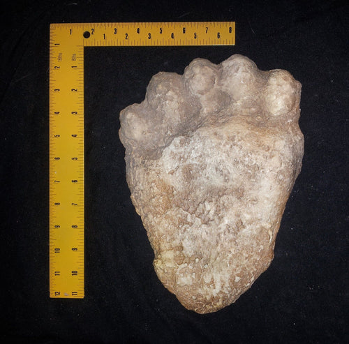 Bear: Footprint Black Bear hand (front paw) footprint cast replica #4