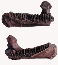 Laden Sie das Bild in den Galerie-Viewer, Triceratops baby jaw cast replica