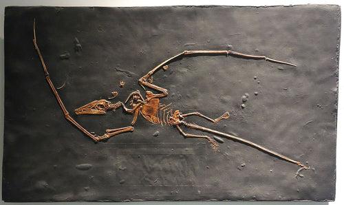 Campylognathoides
Pterodactyloid Pterosaur (Pterosaur #7)