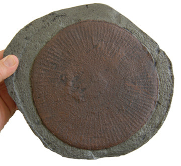 Jellyfish: Eldonia berbera, fossil jellyfish cast