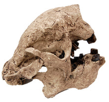 Laden Sie das Bild in den Galerie-Viewer, Megalonyx Ground Sloth skull cast replica #1