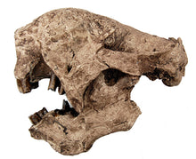 Laden Sie das Bild in den Galerie-Viewer, Megalonyx Ground Sloth skull cast replica #1