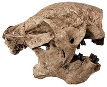 Laden Sie das Bild in den Galerie-Viewer, Megalonyx Ground Sloth skull cast replica #1