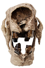 Laden Sie das Bild in den Galerie-Viewer, Megalonyx Ground Sloth skull cast replica #1